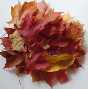 Today's "haul" of autumn leaves