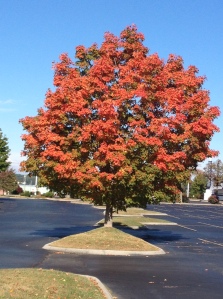 fall tree 10-9-14